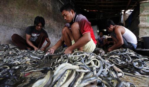 فقط في الصين، لحم الأفعى السامة منشط جنسي وعلاج للإمراض الجلدية