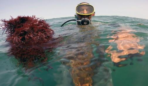 رحلة البحث المضنية عن “الذهب الأحمر” قبالة شواطئ المغرب