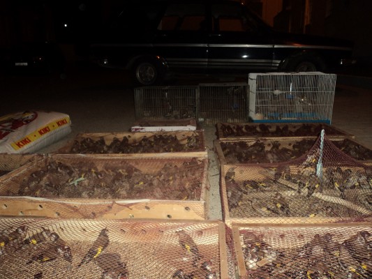 تازة: الدرك الملكي يمنع تهريب حوالي 2000 من طائر الحسون إلى الجزائر