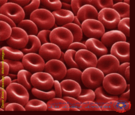 بعض خصائص الكريات الحمراء