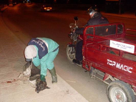 تازة: حملة قتل الكلاب الضالة مستمرة