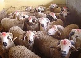 برنامج التنمية الفلاحية ينظم أياما تكوينية لفائدة مربي المواشي بجهة تازة الحسيمةتاونات جرسيف