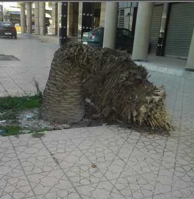 وليد حيرش: “ثورة” النخيل بمدينة تازة”