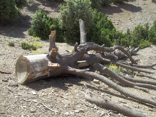 تازة أنباء:قتلة البيئة